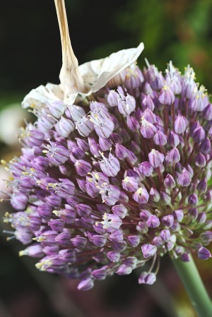 Garlic Flower